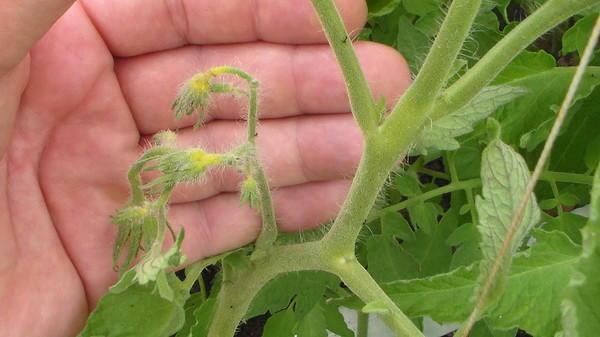 Flowers for tomatoes may fall for several reasons