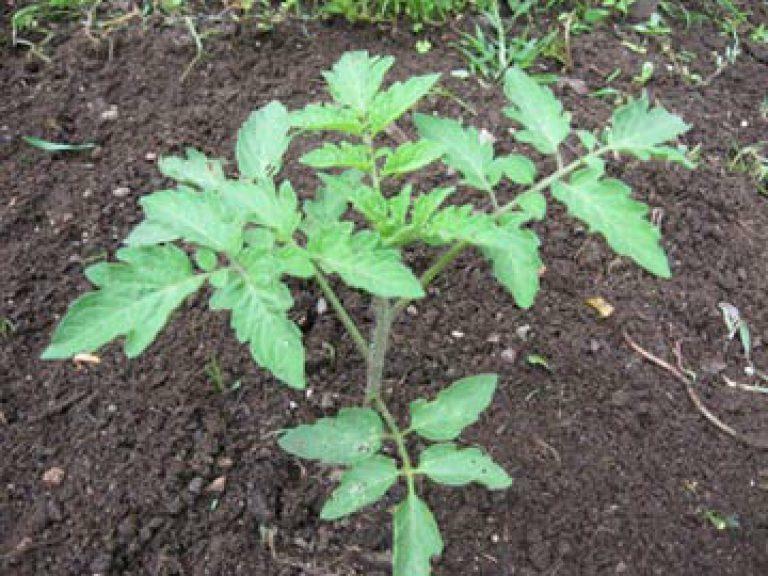 Når at plante tomater i drivhuset - et spørgsmål af interesse for gartnere