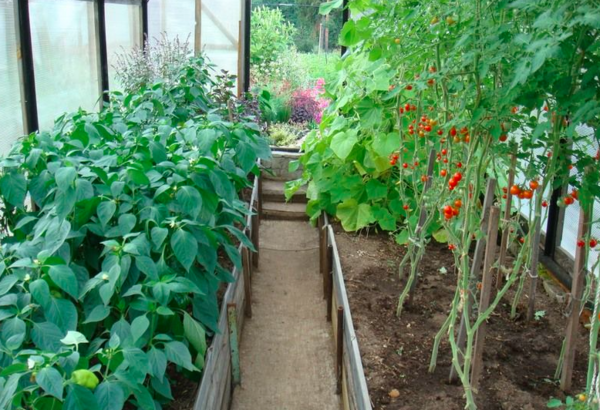 Betten für Paprika sollten in Umpflanzen Tag vorbereitet werden