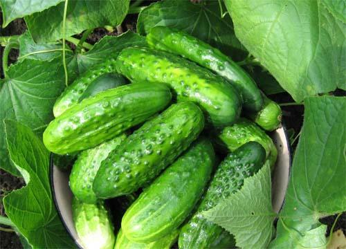 If you are the first to decide to cultivate cucumbers in a greenhouse, then it is better to study in advance information about all kinds of plant diseases