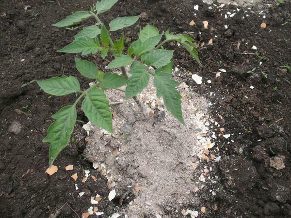 Dopo aver piantato i pomodori in una serra può alimentare ulteriormente cenere