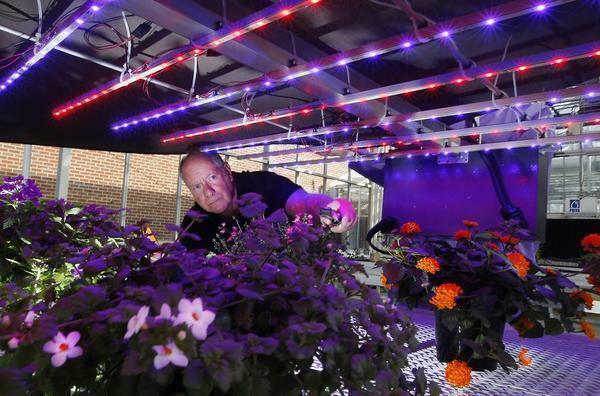 Luminaire for greenhouses: LED light, greenhouse tape, floodlight and plant lighting when growing