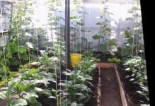 As-raspolojit-beds-in-greenhouse-1024x576