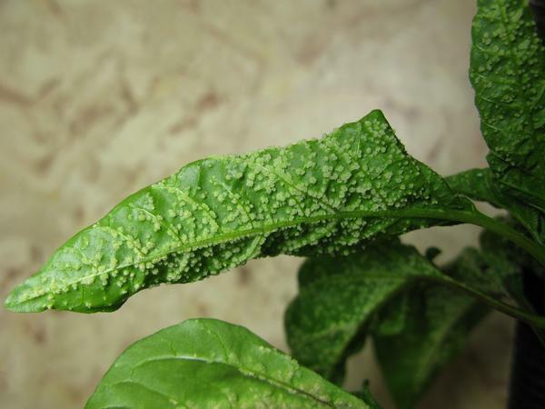 Before you start treatment for a disease of pepper, it is worth watching the training video and learn the advice of specialists