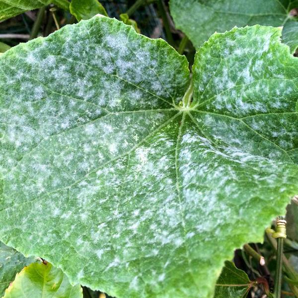 Penyakit( powdery mildew) diwujudkan pada daun cucurbits sebagai deposito putih atau keabu-abuan pada sisi atas dan bawah lembaran