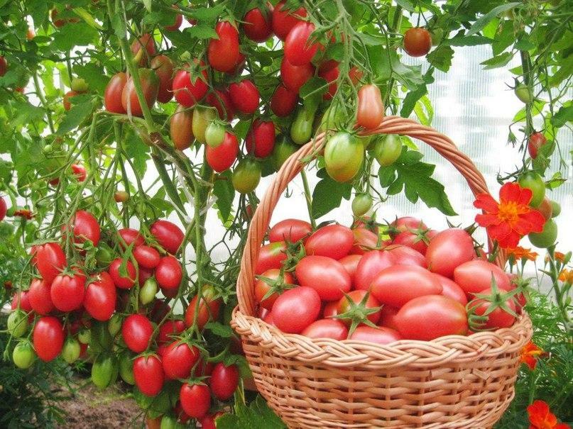 The temperature for a tomato in a greenhouse is the factor on which the growth and development conditions of tomatoes depend