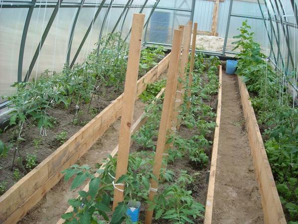 The paths between beds in a 3x6 greenhouse should be 40-50 cm
