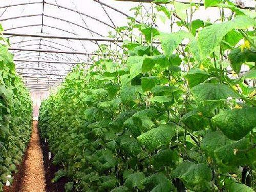 To date, it is beneficial to grow cucumbers in greenhouses