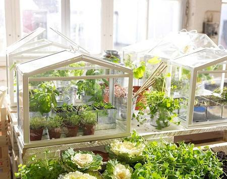 To create a greenhouse at home, it does not take large financial costs