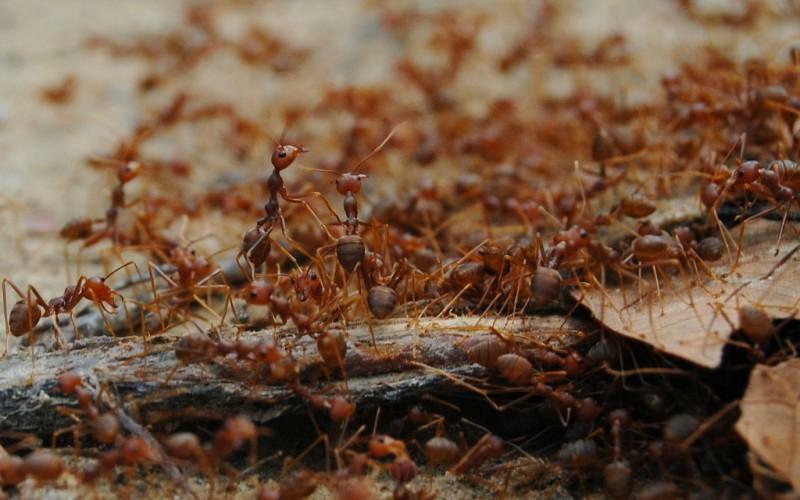 Ant - insetos benéficos, mas a sua presença no país é extremamente indesejável