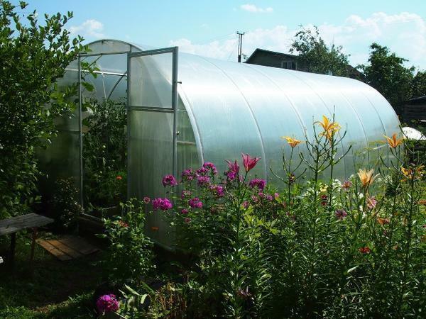 In the temperate continental climate of the Moscow region to obtain a stable crop of vegetables can not do without a hothouse