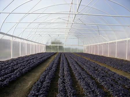 Farmer greenhouses are most often used in agro-industrial complexes
