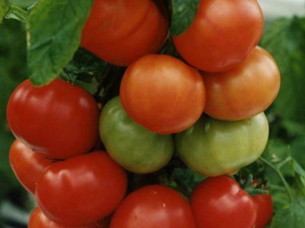 Tomates Titanic - uma variedade de alto rendimento de tomates
