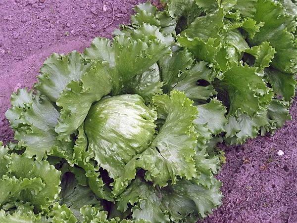 Kada raste salata u stakleniku, potrebno je oploditi zemlju sa mineralnim komponentama
