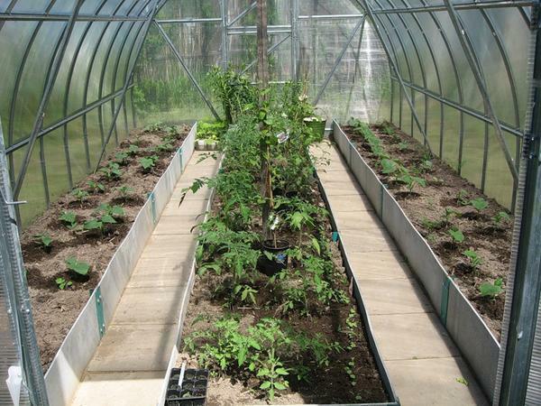 Placement of plants must be considered in advance, even before the construction of the greenhouse