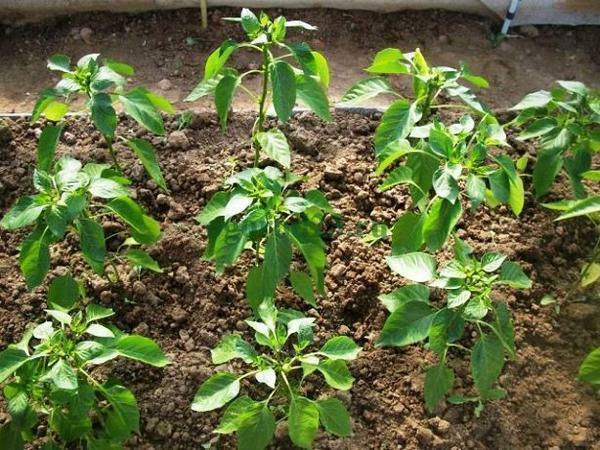 Seedlings in the greenhouse of pepper: planting of the best seeds, cultivation of sweet