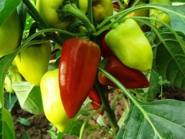 Pepper indtager tredjepladsen blandt de mest populære afgrøder, beregnet til dyrkning i forstadsområder og i væksthuse