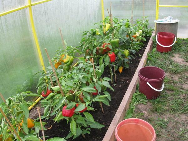 How to plant peppers in a greenhouse must know every summer resident