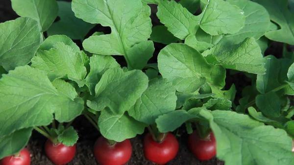 For year-round cultivation, it is better to select early and early ripening grades of radish