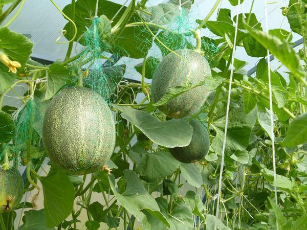 Without forming a melon to grow is hardly possible. Throughout the summer, if the melon is not plucked, it forms vapors and there will be no ovaries