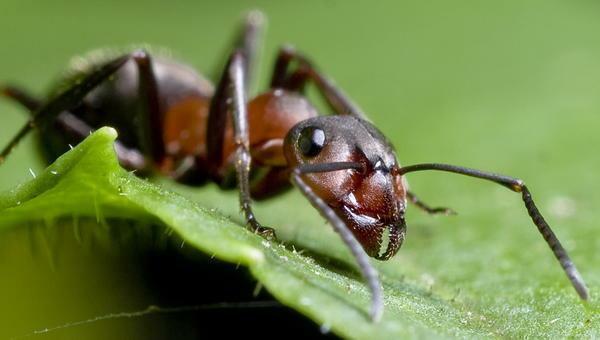 Home remedies untuk memerangi semut adalah metode yang paling populer