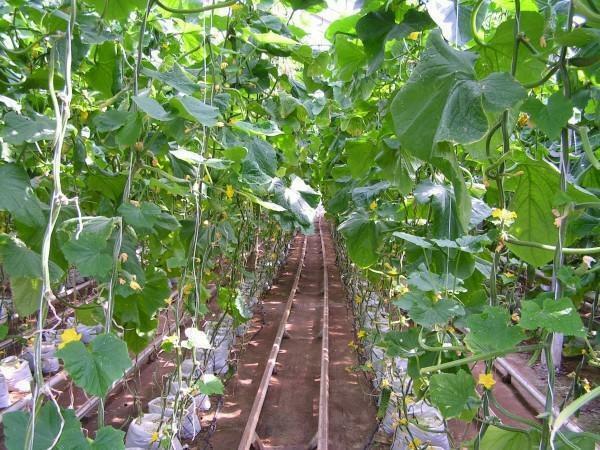 A temperatura na estufa para pepino: crescimento em uma estufa para o cultivo e plantação de solo, humidade e ar modo