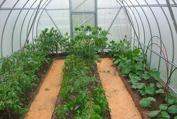 The most correct approach in growing greenhouse plants is to cultivate one culture, creating the necessary microclimate, or plants from one row