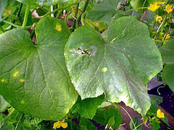 As a rule, white rot develops on cucumbers because of the high humidity in the greenhouse