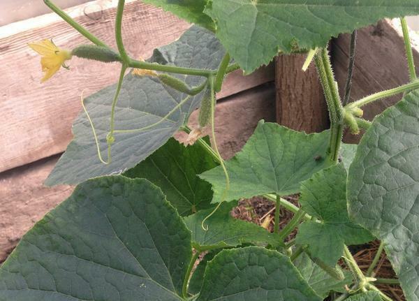Cucumbers in the greenhouse may not be tied up due to non-compliance with the temperature regime in the greenhouse and the land of poor quality