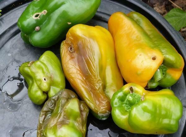 If pepper is decaying in the greenhouse, then perhaps you are pouring it too often