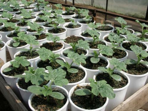 Grow watermelons in the suburbs with unstable weather and late recurrent frosts, possible only through seedlings