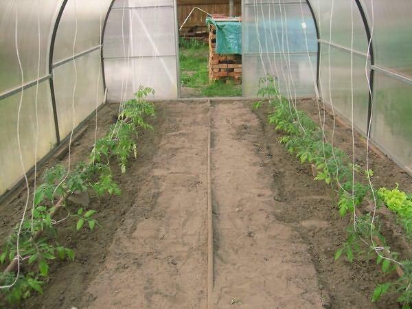 Na paradajky dokázali potešiť veľkou úrodu, je nutné, aby správne starať