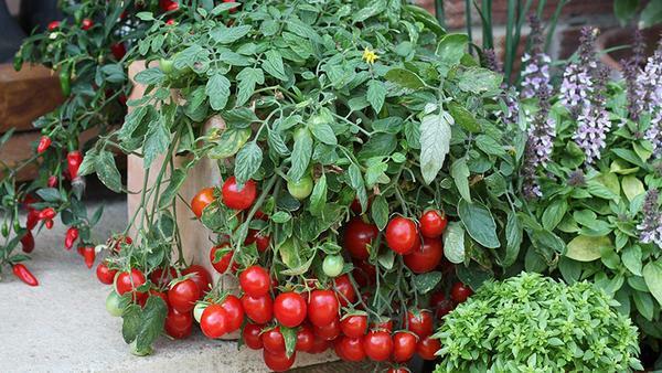 Omsorg for altanen tomat er noget anderledes end sine forstæder modstykker