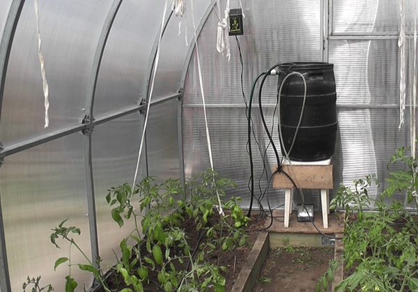 Kvapkovej závlahy skleník: zo sudov s rukami, ako urobiť systém, video a fotografie zariadenia chrobáka