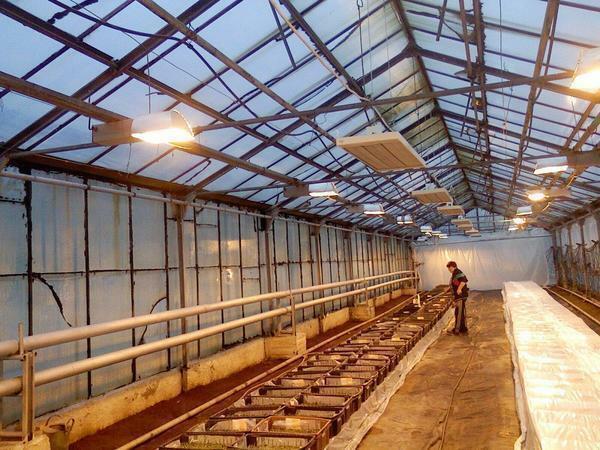 ¿Cómo se prepara un invernadero de policarbonato para el invierno: invierno abierta en Kazajstán con las manos, el espesor de policarbonato