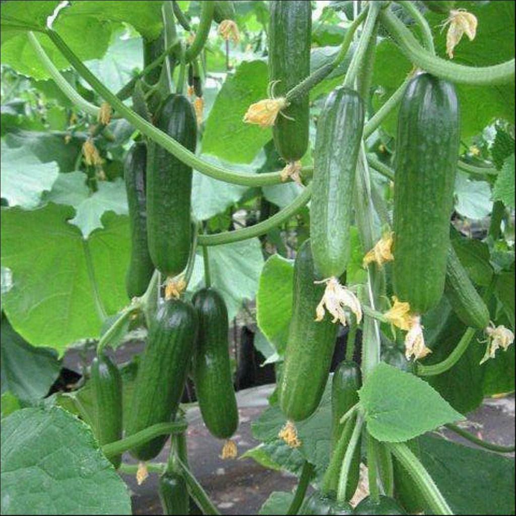 Sodinti agurkų sėklas šiltnamyje: geriausias olandų Šiltnamiai, ką jis auga, vaizdo ir kaip auga