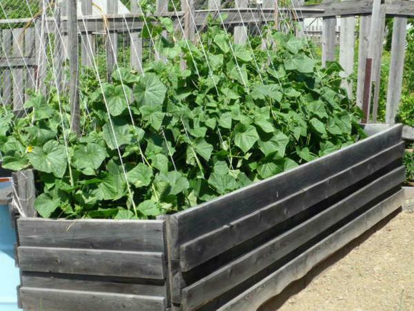 Before arranging a greenhouse for cucumbers, it is necessary to make calculations