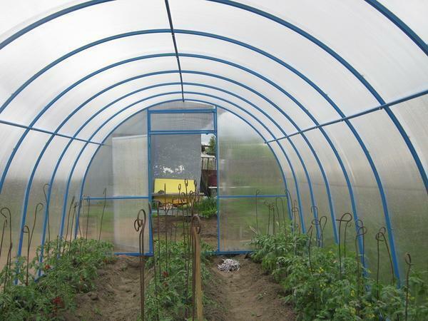 Arched greenhouses are well suited for growing tall plants