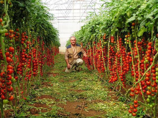 Para el cultivo de tomates cherry en un invernadero, se recomienda fijar el marco