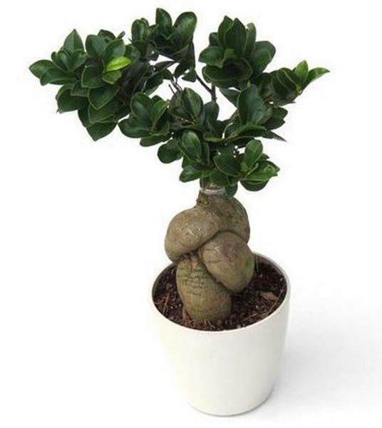 With proper care, the micro-carp ficus is resistant to diseases and parasites