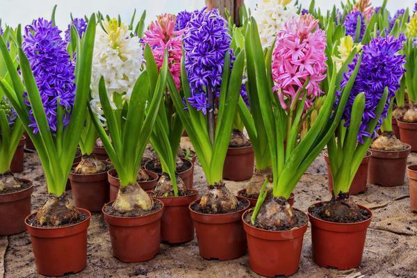 If you need to get flowering plants by March 8, then planting bulbs in the soil should be carried out for 2.5 - 3 months, that is, in the early days of December