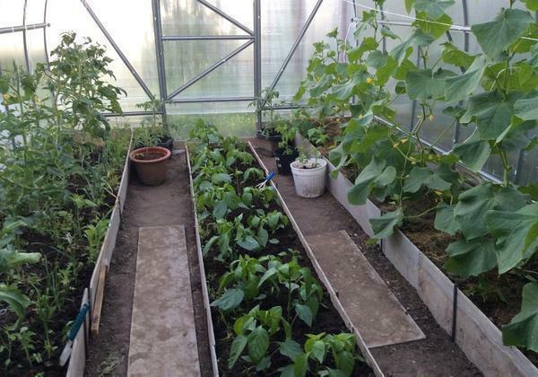 For the cultivation of cucumbers and peppers, the same temperature regime