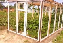 47079-greenhouse-from-old-window frames