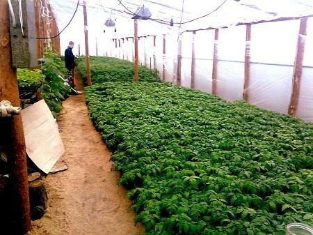 Due to the maintenance of the optimum temperature in the greenhouse, the quality of the crop can be significantly improved