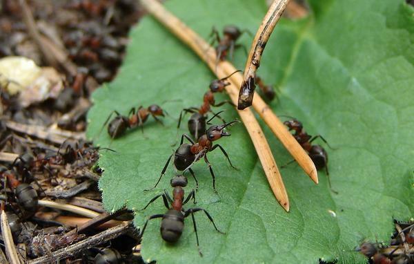 Mravlja tekućina hidromasažne po njima, mogu biti uzrok alergijskih reakcija u ljudi