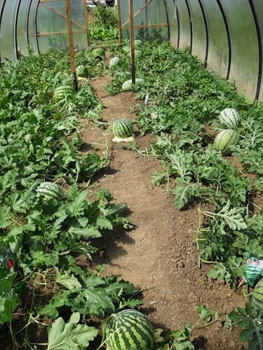 En plats för plantering vattenmelon i Ural i växthuset bör förberedas i förväg