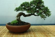 bonsai-Tree1