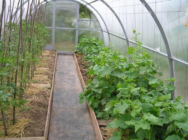 Para los pepinos y otros cultivos era cómoda en el invernadero, es necesario ventilar