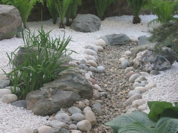 For rock river are best suited plants, which leaves are blue-green color and elongated shape