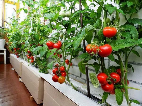 Opdrættere bragt sorter af ornamental, mens frugtbærende tomat egnet til dyrkning i begrænset altan